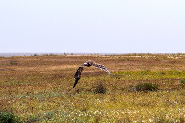 Flight of Steppe eagle or Aquila nipalensis