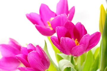 Fototapeta na wymiar Fresh tulip flowers
