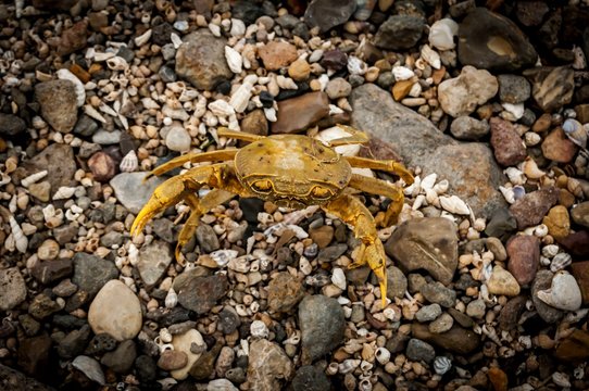 Yellow terrestrial crab (Gecarcinidae) on the lake shore of the Sea of Galilee also known as the lake of Kinneret in Israel. This lake has fresh water. Marine summer yellow animal illustrative image. 