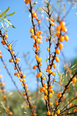 Beautiful orange bright juicy ripe berries of sea-buckthorn and blue sky sunny summer day. Vertical background.