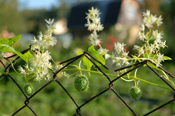 Three fruits of squirting or exploding cucumber in the frame of wire fence and flowers on blur house background sunny summer day