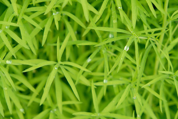 Fototapeta na wymiar Background of thin fine bright green leaves with drops at summer day. Top view.