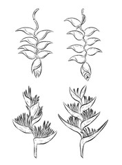 Bird of paradise plant vector on white background.Palm leaf art highly detailed in line art style.