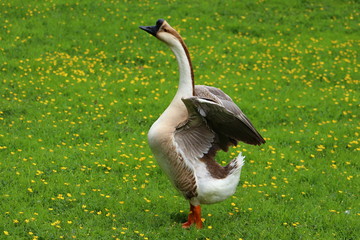 A brown Chinese goose spreading its wings on a buttercup meadow in Germany