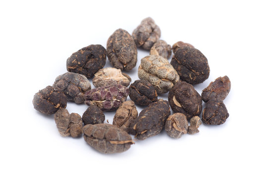 Thai herb name Amomum  villosum Wall.or Bustard cardamom isolated on white background. Thai herb medicine concept.