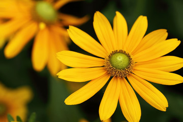  close up of blooming Rudbeckia 