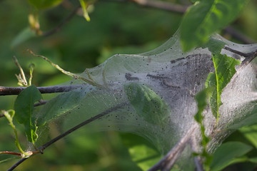 closeup of silkworms in nest