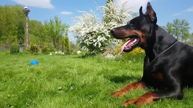 Big black doberman dog in the garden.