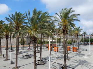 le palme nel piazzale del porto antico di genova