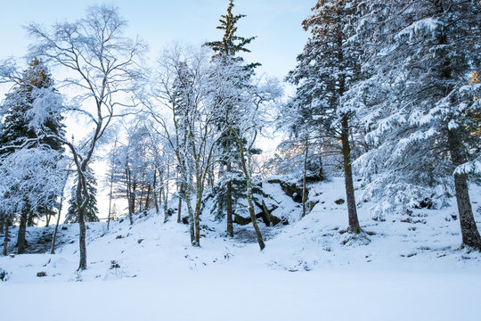Neige