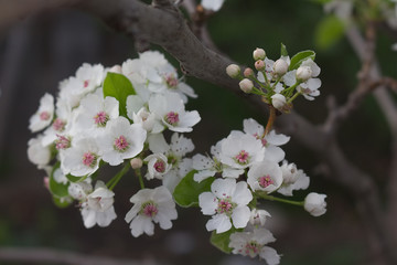 Closeup of Ornamental Pear Tree Blossoming in Spring 