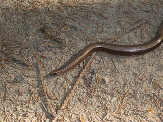 Blindschleiche