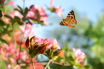 Schmetterling 484 © K.-U. Häßler