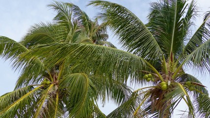 Fototapeta premium Palme, Kokuspalme, Königspalme