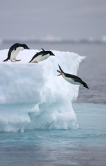 Adelie penguins leap from iceberg - obrazy, fototapety, plakaty