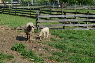 sheep and lambs in the meadow
