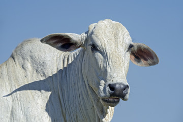 Head of Nelore cattle