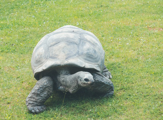 Seychelles's tortoise in the grass frontal view
