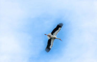 Stork single in flight isolated on blue sky Background
