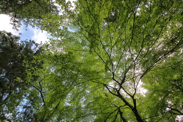 Green leafs tree ceiling background