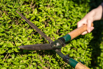 Pruner cutting a hedge