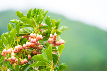 ドウダンツツジ