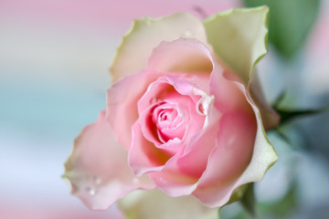 Pastel color rose blossom and Background close up summer romantic flowers