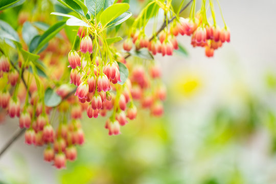 ドウダンツツジ