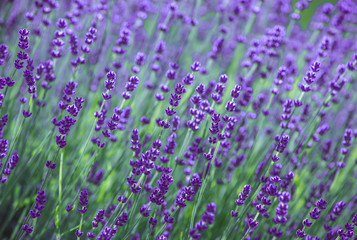 Fototapeta premium Lavendelblüten