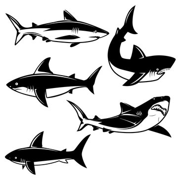 Set of shark illustrations on white background. Design element for logo, label, emblem, sign.