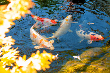Colorful decorative fish float in an artificial pond, view from above