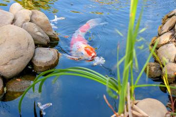 Colorful decorative fish float in an artificial pond, view from above