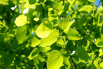 Fototapeta na wymiar Green leaves in the sunlight