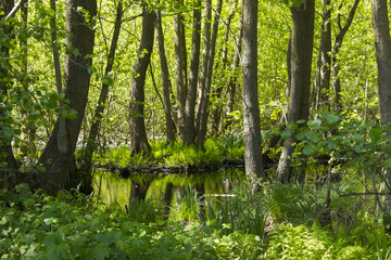 Nature Reserve Fleuthkuhlen in Lower Rhine Region, Germany