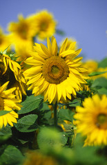 Fototapeta premium Sonnenblume