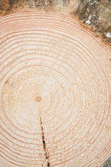 Fototapeta premium Smooth cut of sawn round wooden log