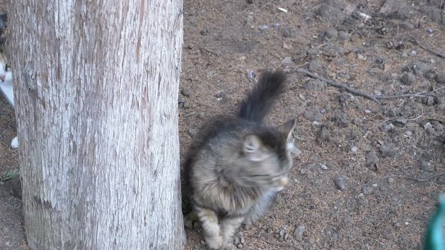 Homeless Gray cat climbs claws at a tree in the park.