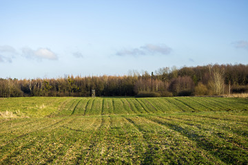 Fototapeta na wymiar Green field, forest and blue sky