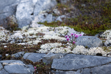 Kleine Blumen in der Wildnis von Grönland