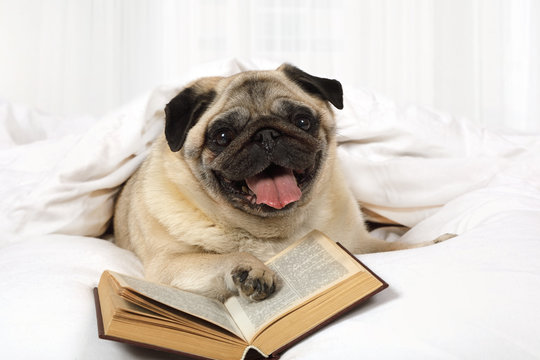 Pug dog reading a book in bed