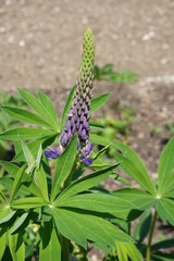 Lupine blühend auf Feld