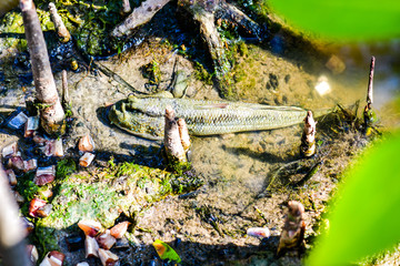 Mudskipper fish with mangrove forest