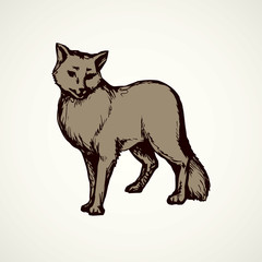 Wolf. Vector drawing