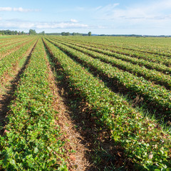 Fototapeta na wymiar Strawberries on the farm field