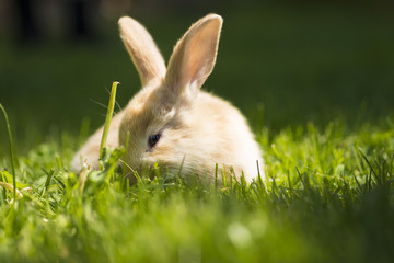 Little rabbit running on the field