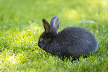 Little rabbit running on the field