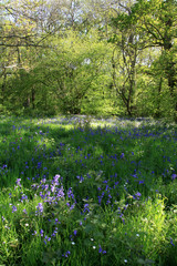 Spring flowering bluebells cover the ground of Hillhouse Wood, West Bergholt, Colchester, Essex, England