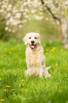 Golden Retriever Portrait