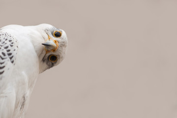 Portrait of a Gyr Falcon (Falco rusticolus) with funny head rotation. Copy space