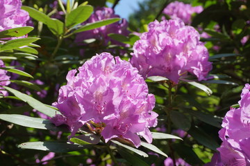 Fototapeta premium Rhododendren Blüte lila